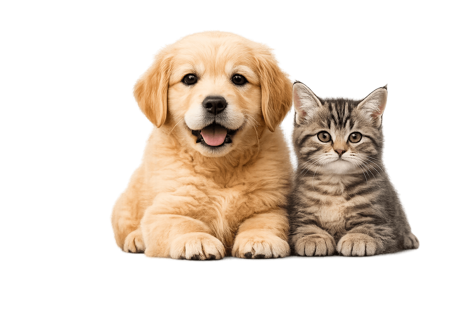 Un chiot et un chaton blottis côte à côte